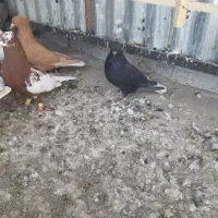 زاغ دمسفید|پرنده|تربت‌حیدریه, یحیی آباد|دیوار