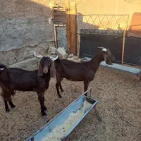 ۲راس بز دورگ پاکستانی|حیوانات مزرعه|گرمسار, |دیوار