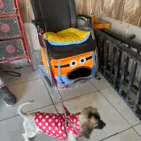 پیکینیز|سگ|مشهد, الهیه|دیوار