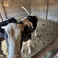 گوساله نر|حیوانات مزرعه|دهگلان, |دیوار