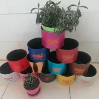 باکس گل|گل و گیاه طبیعی|تهران, تهرانسر شمالی|دیوار