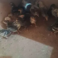 غاز وقوغازمر غ خروس برهما بوقلمون همه جوجه هم دارن|حیوانات مزرعه|کرج, ملک‌آباد|دیوار