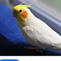 عروس  هلندی  گمشده