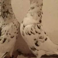 5عدد کفترسرور سار هفت رنگ کاکلی