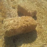 پرس گندم(کلش)