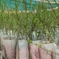 نهالستان پالیز دارای نهال ها بادام گلدانی و پربار
