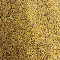 بذر یونجه ،جو بهاره