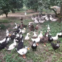 فروش محصولات ارگانیک مزرعه سبز|حیوانات مزرعه|گتاب, |دیوار