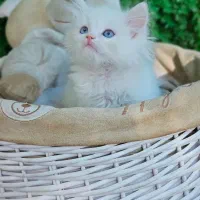 توله بریتیش وایت گلد|گربه|بندر ماهشهر, |دیوار