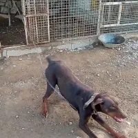 سک نگهبان دوبرمند