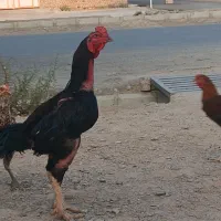 خروس خاش