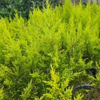 لاوسون|خدمات باغبانی و درختکاری|شیرود, |دیوار