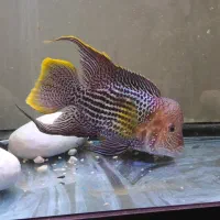 ماهی گرینتیلور AAA|ماهی|تهران, جوادیه تهرانپارس|دیوار