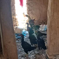 مرغ
