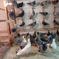 دسته زیر سیمی|پرنده|شیراز, مهدی‌آباد|دیوار