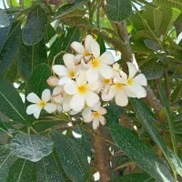 فروش انواع نهال فقط به صورت عمده|خدمات باغبانی و درختکاری|بندرعباس, |دیوار