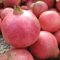 انار|عمده‌فروشی|اردکان, |دیوار