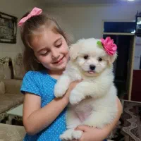 فروش سگ شیتزو فلت