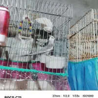 عروس هلندی مولد جفت معاوضه با لوتنیو