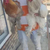 مرغ و خروس برهما وارداتی