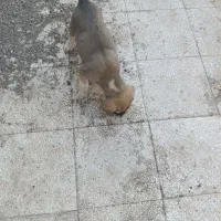 توله ماده ژرمن|سگ|سبزوار, پیام|دیوار