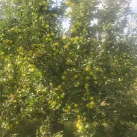 اجاره باغ سیب|خدمات باغبانی و درختکاری|شاهین دژ, |دیوار