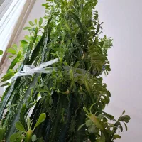 گل کاکتوس افوربیا|گل و گیاه طبیعی|شبستر, |دیوار