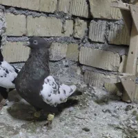 کبوتر|پرنده|مرودشت, دولت آباد|دیوار