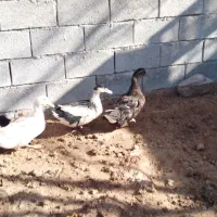 اردک ومرغابی بفروش میرسد