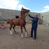 اسب دره شور کره شاهزاده سین