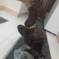 پرنده تزئینی   بالکان دریایی