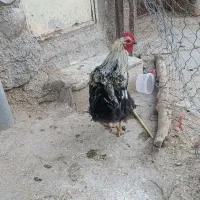 خروس چاغ|حیوانات مزرعه|فیروزآباد (لرستان), |دیوار