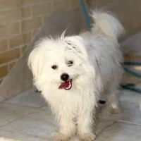 واگذاری سگ شیتزو