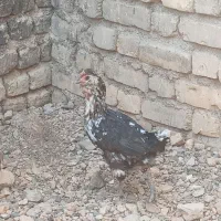 فروش سه عدد مرغ گلین لری عشایری اصیل|حیوانات مزرعه|فولادشهر, فولادشهر|دیوار