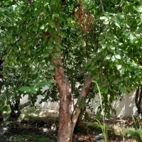 ۱۰۰۰ متر باغ با امکانات شهری میدان نماز شهریار|فروش خانه و ویلا|شهریار, شهرک نماز (دینار آباد)|دیوار