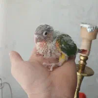 پرنده|پرنده|سنندج, |دیوار