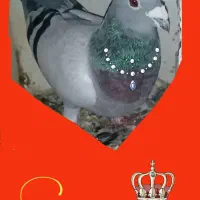 کبوتر‌پلاکی‌دوخت‌