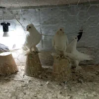 لوتی کبوتر|پرنده|تبریز, |دیوار