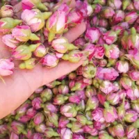 گل محمدی|گل و گیاه طبیعی|آذرشهر, |دیوار