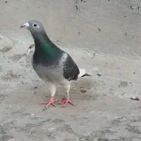 فروش جان آردن خالص و موریس دلبر خالص|پرنده|اهواز, شهرک اکباتان|دیوار