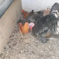 مرغ کردی|حیوانات مزرعه|بیلوار, |دیوار