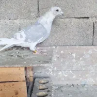 کبوتر|پرنده|وحدتیه, |دیوار