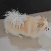 سگ پامر|سگ|بندر کنگان, |دیوار