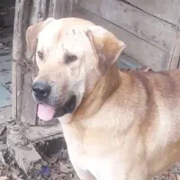 سگ عراقی 2ساله