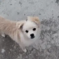 پامر روباهی