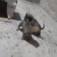 واگذاری توله مالینیوز