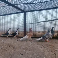 کبوتر|پرنده|تربت‌حیدریه, منظر|دیوار