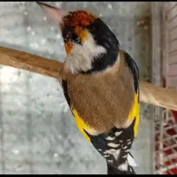 سهره نر دو عدد