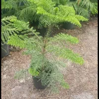 گل و گیاه