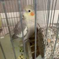 طوطی عروس هلندی